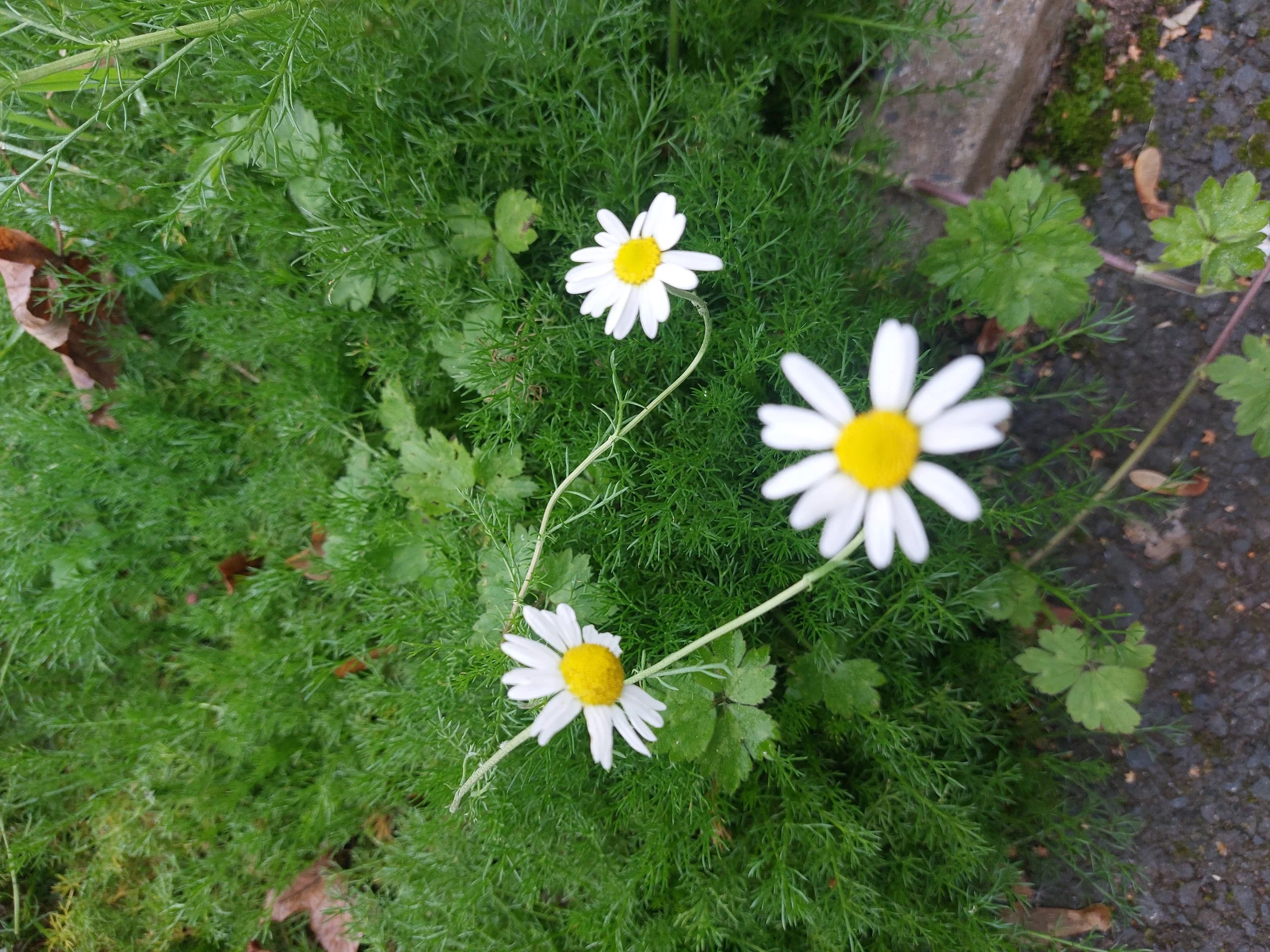 Duncairn Community Garden: The Journey So Far