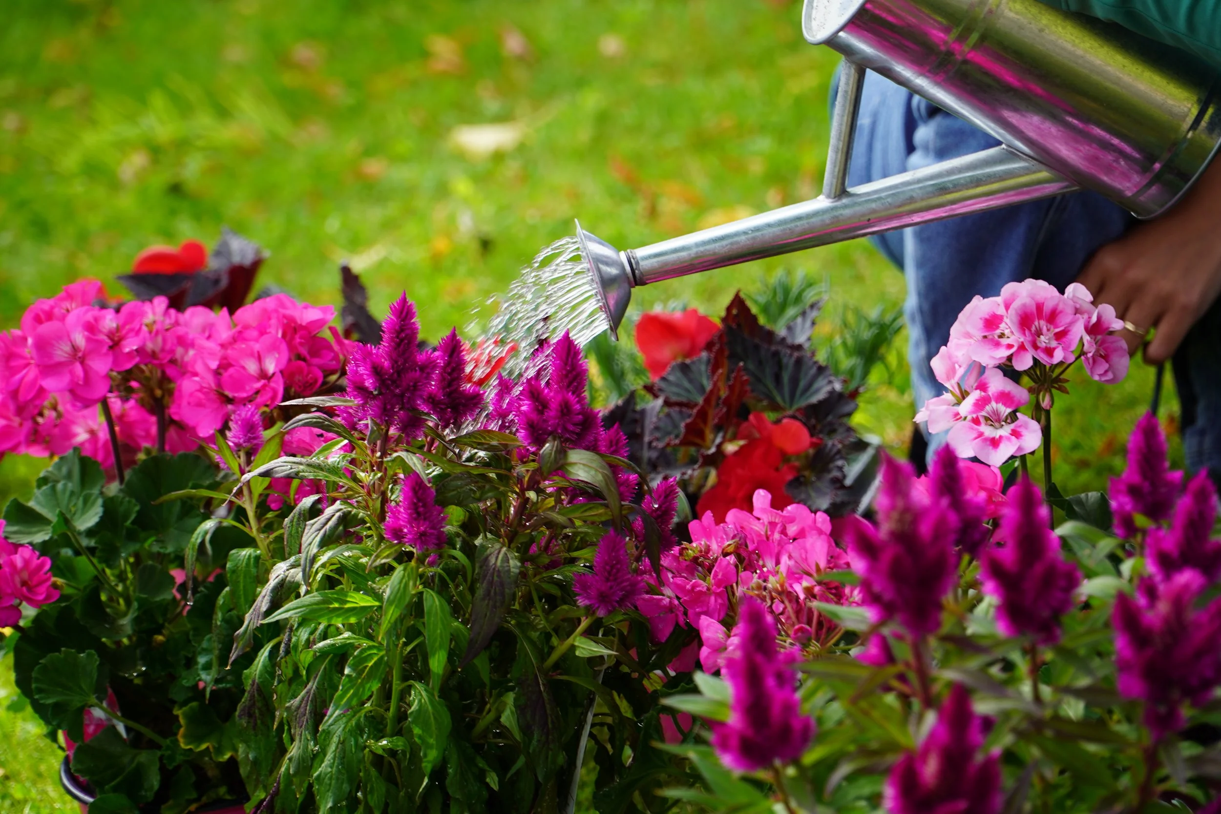 Flowers being watered