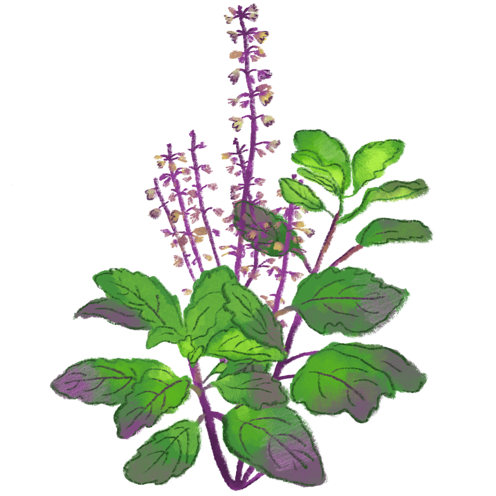 Tulsi V2.PNG