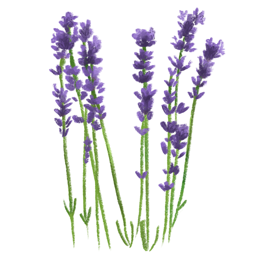 Lavender .png