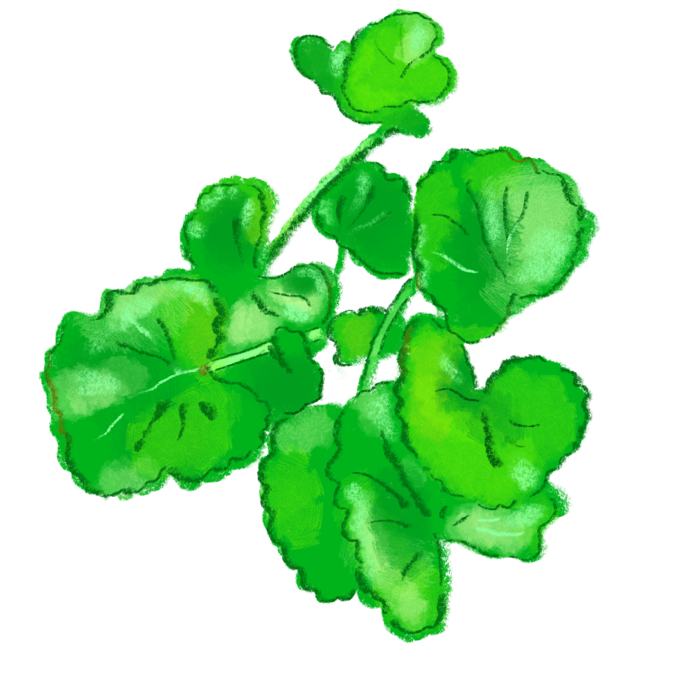 Gotu kola.png