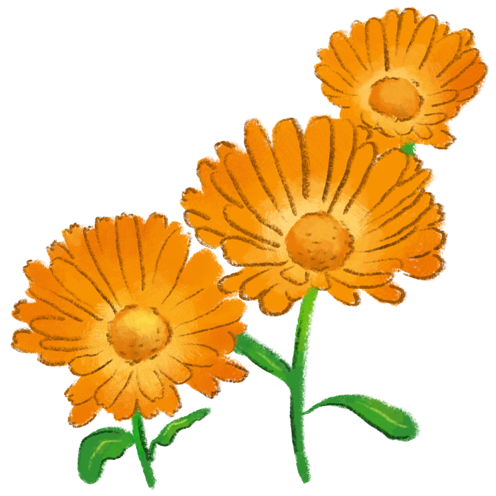 Calendula.png