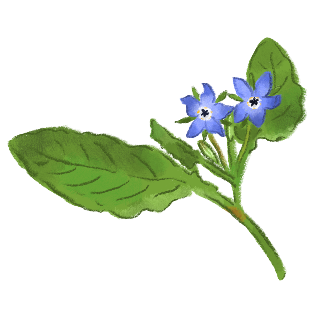 Borage.png