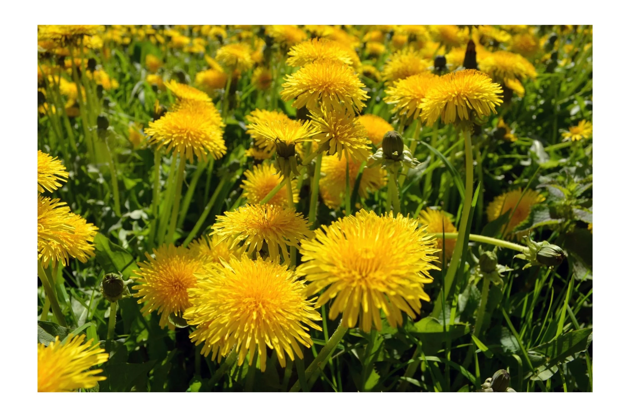 Pissenlit – plante médicinale et symbolique alchimique