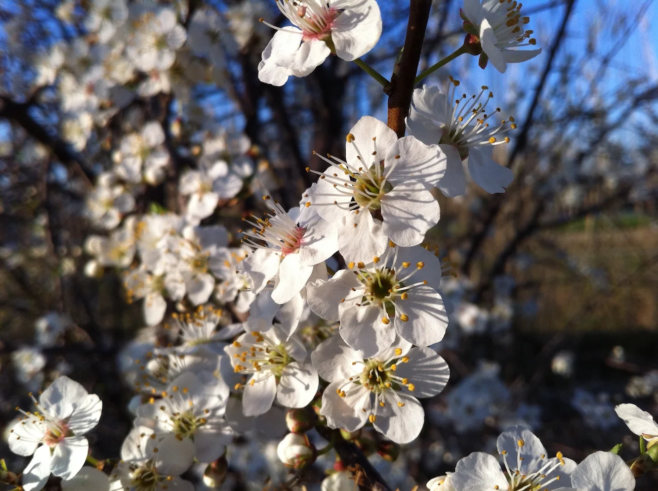 Aubepine – plante médicinale et symbolique alchimique
