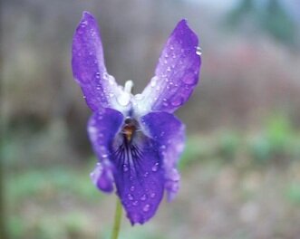 Plantes médicinales : la Violette | Spagyrie