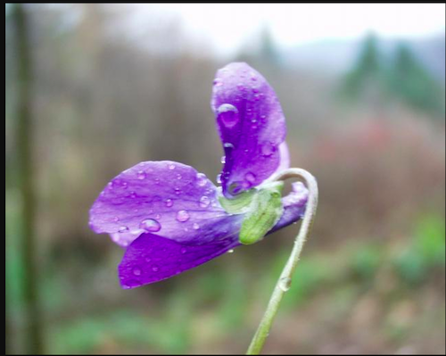 Plantes médicinales : la Violette | Spagyrie