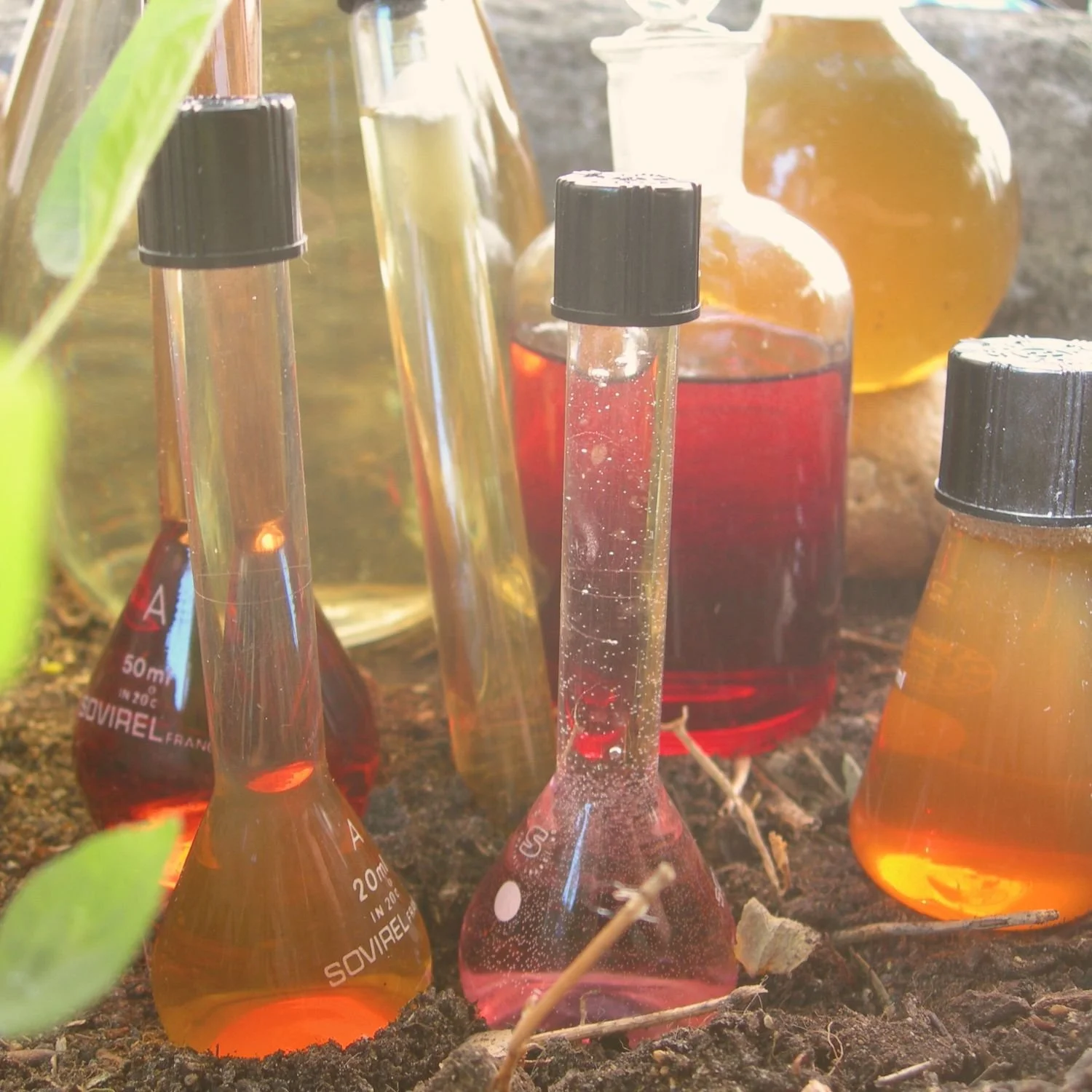 Alchimie intérieure se reconnecter à soi grâce aux plantes