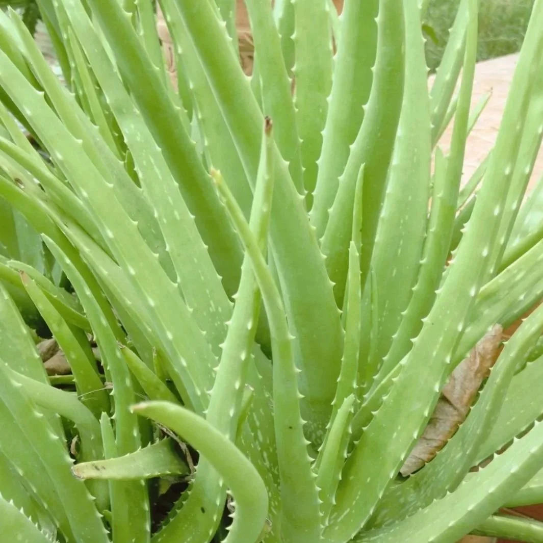 Histoire de Benjamin et de l'Aloe vera