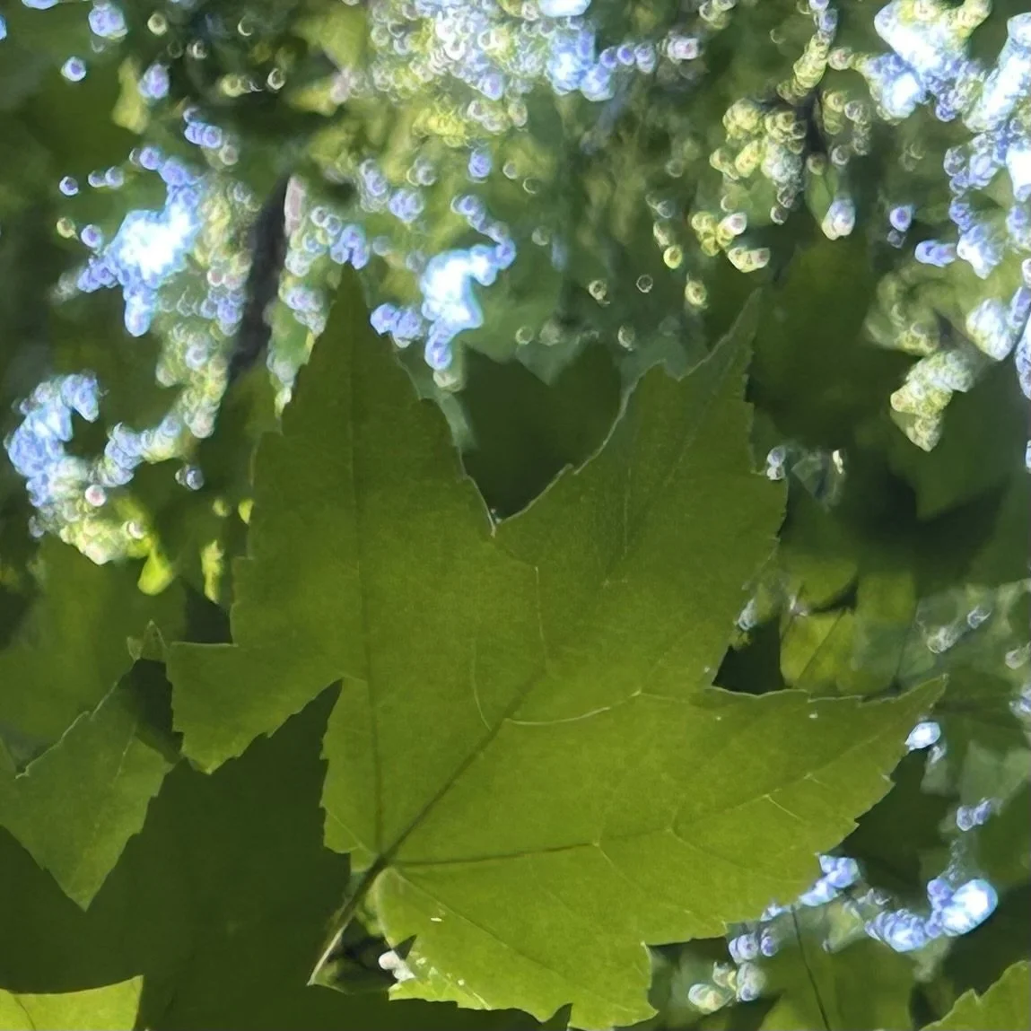 Tant que vous utiliserez les plantes, elles ne vous apprendront rien