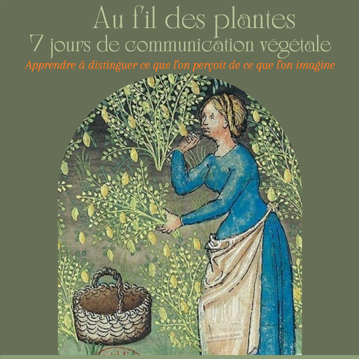 Protocole de communication végétale inspiré de l’alchimie végétale et de la spagyrie
