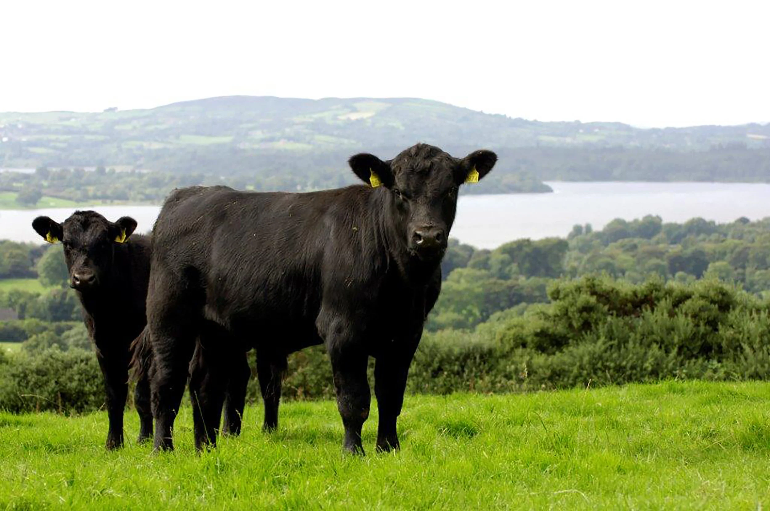 Angus 3.jpg