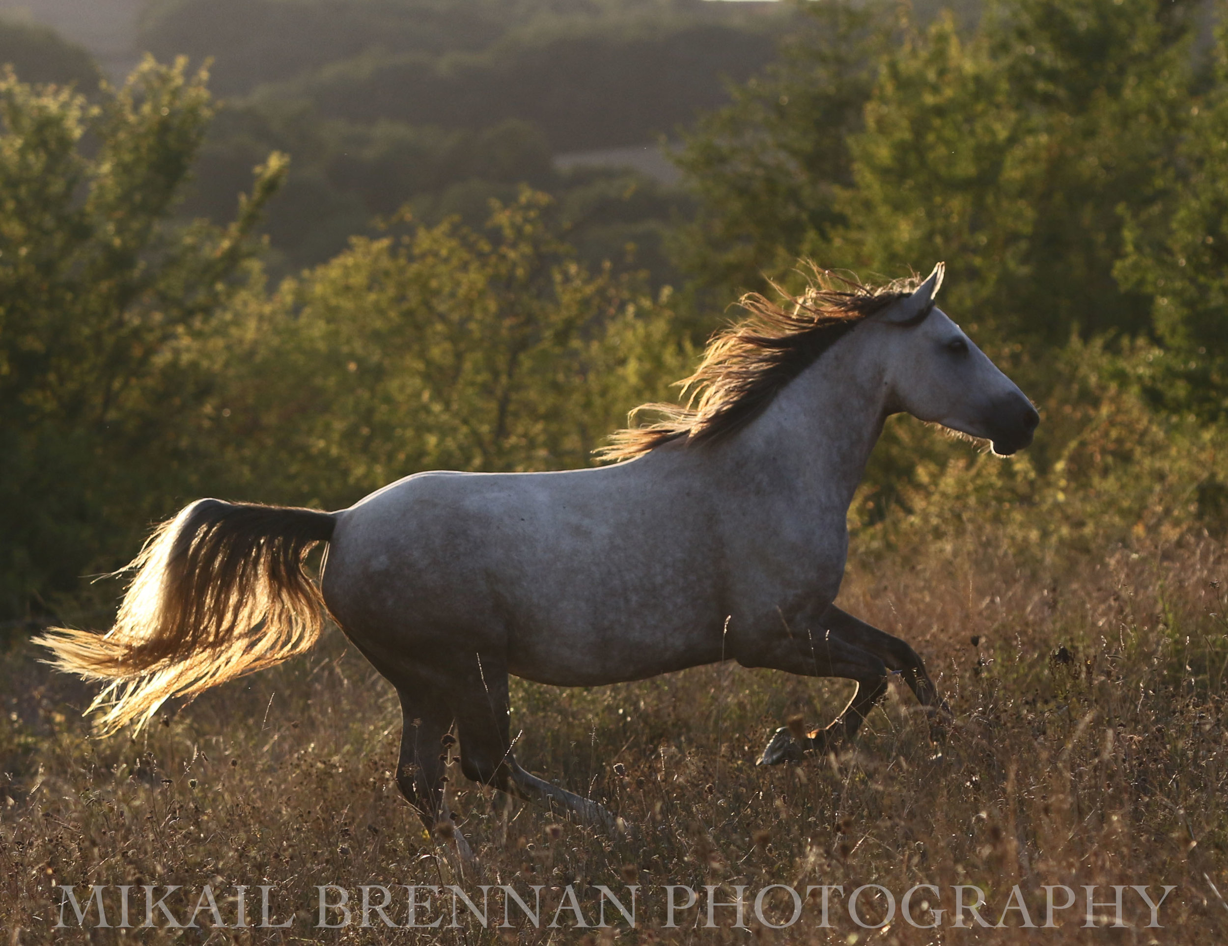 Light Horse.jpg