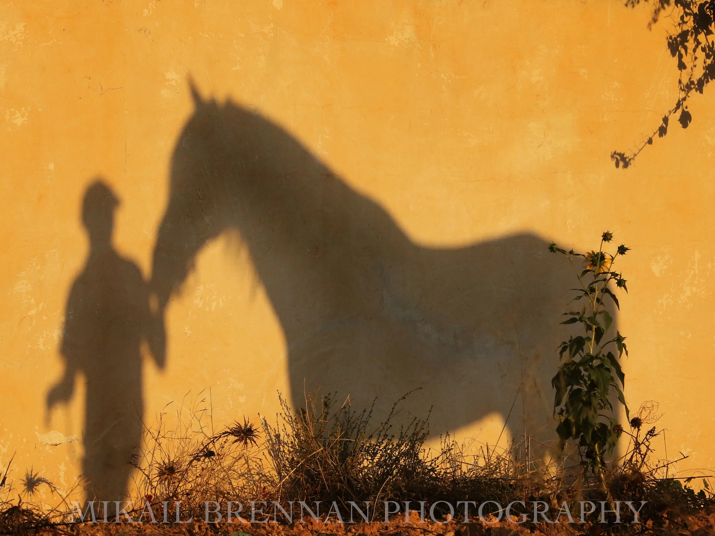 Lassad Shadow.jpg
