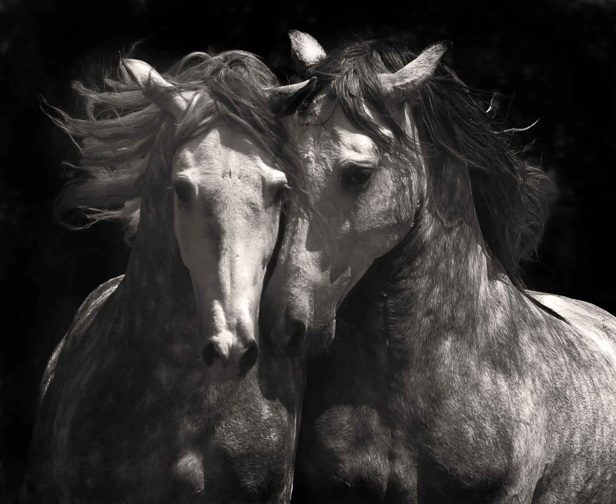 Brothers B&W NW.jpg