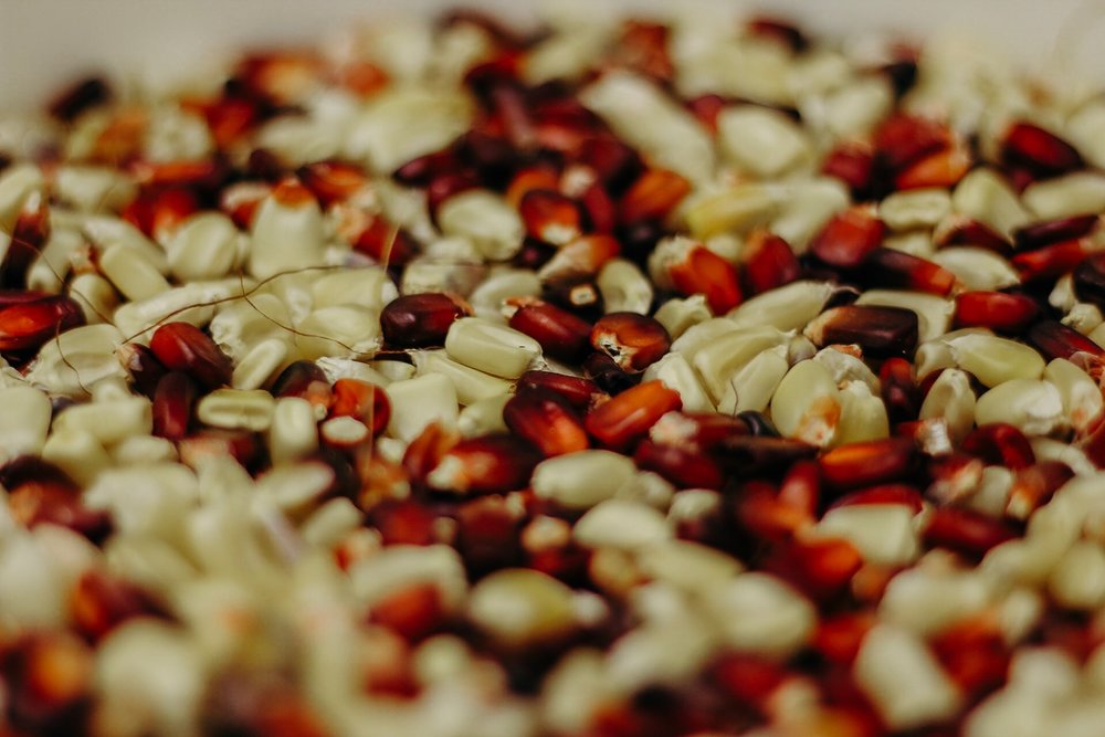 Picture of Corn and Grains Used for Fermentation