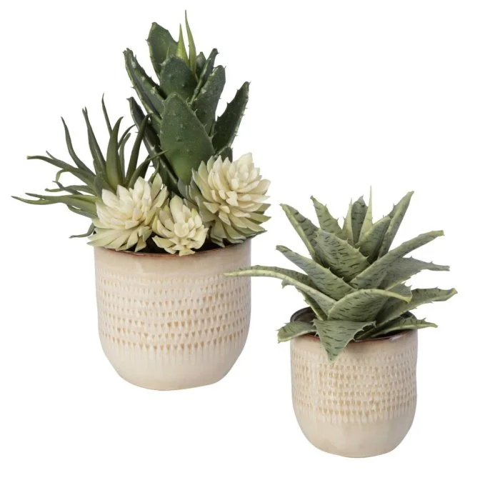 Set of 2 Coastal Succulents