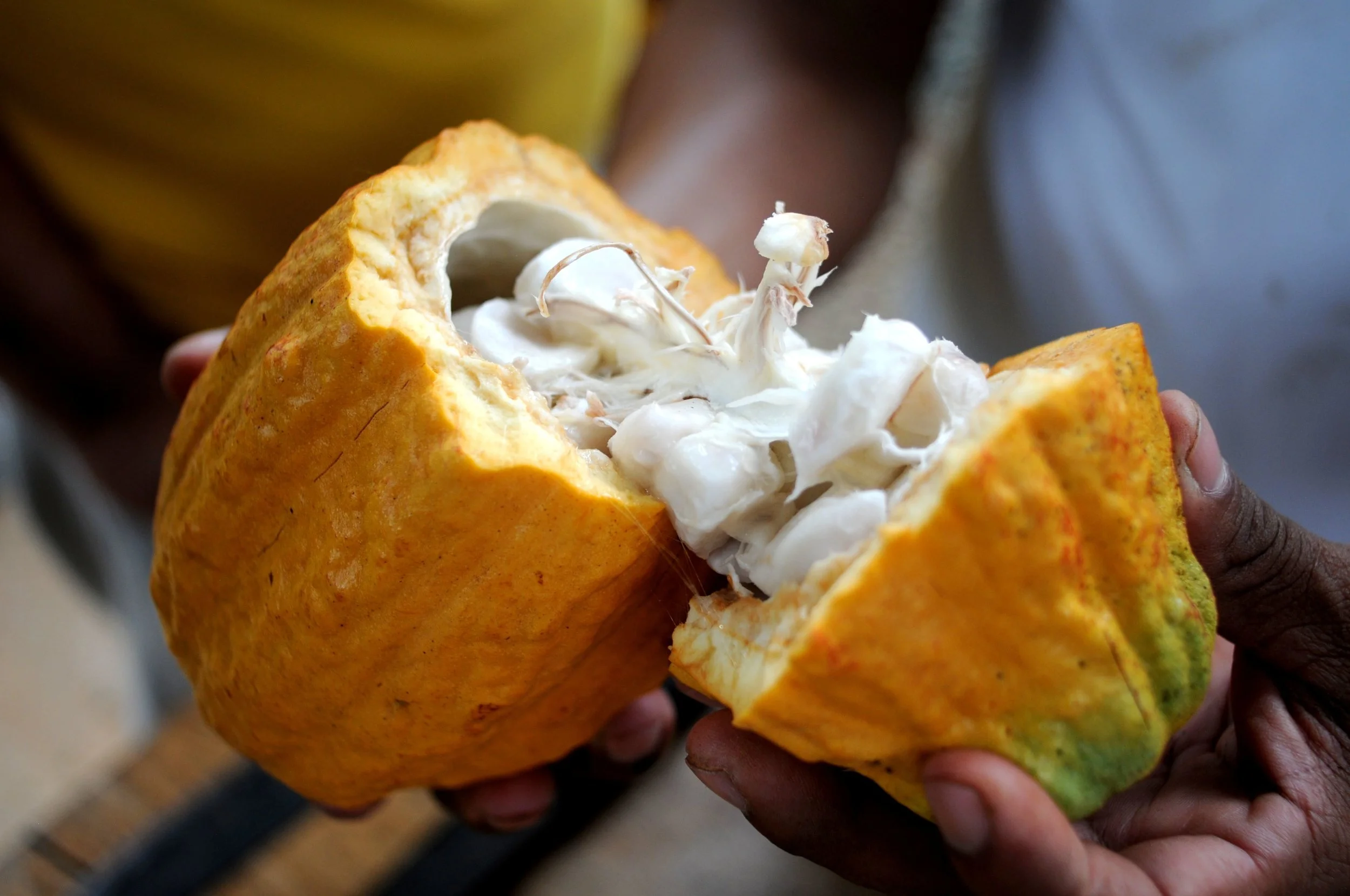 Capitalizing on Cocoa Market Trends: Latin America's Lucrative Opportunity