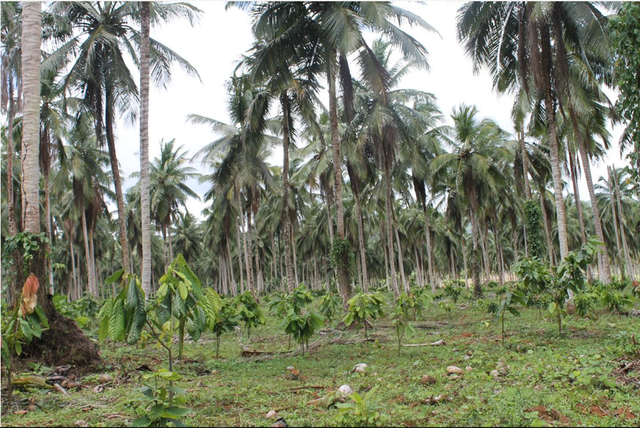 A new take on large-scale agroforestry systems in cocoa — 12Tree