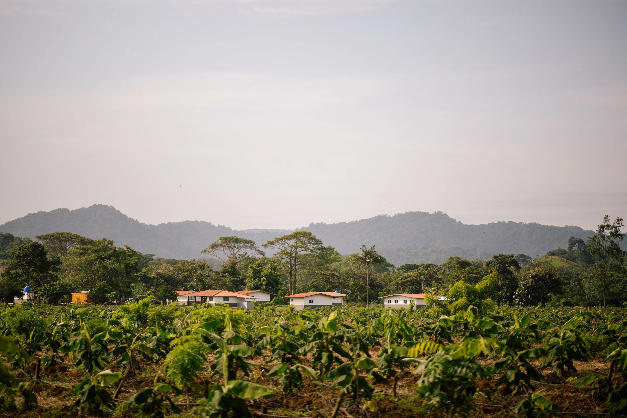 Cuango: Non-chemical alternatives to weed control