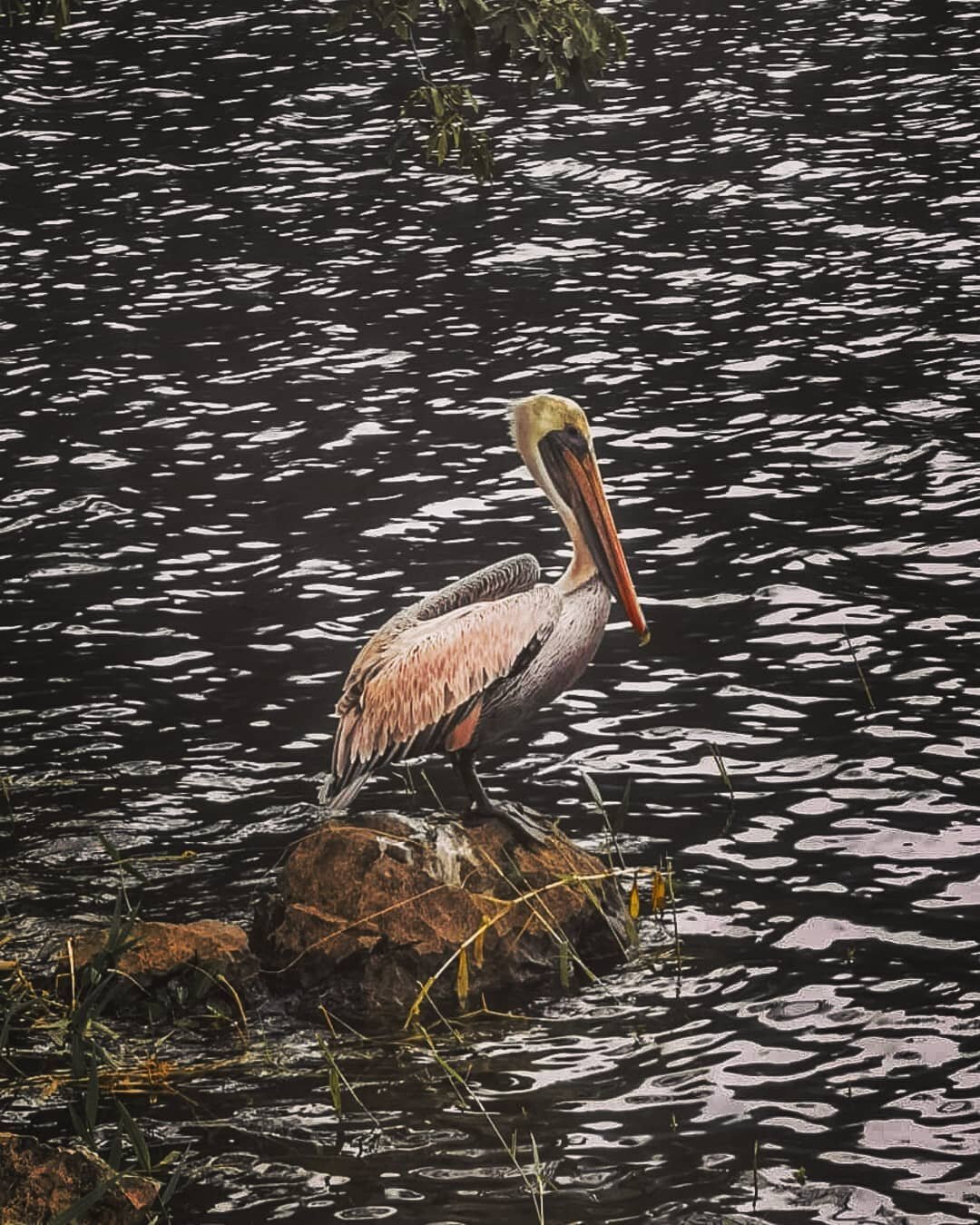 Pelican at our @finca_chimelb 🌼

Biodiversity provides key ecosystem services that allows to intensify production sustainably. Our regenerative system promotes biodiversity at three levels: 

🐾 Diversity of plant and animal species 

🌱 Diversity o