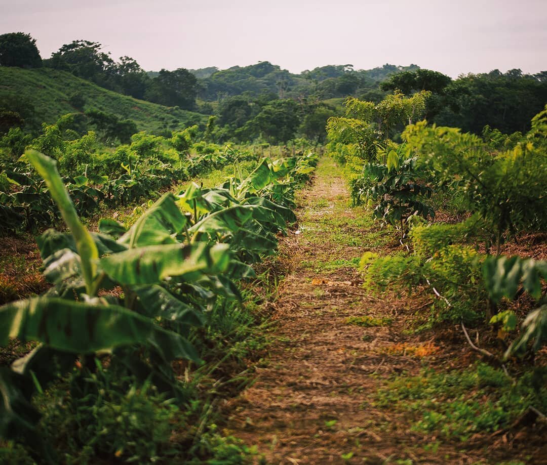 🌴 The importance of regenerative agriculture practices:

&middot;&nbsp;Leverage the power of photosynthesis in plants to close the carbon cycle

&middot;&nbsp;Increases biodiversity, enriches soils, improves watersheds, and enhances ecosystem servic