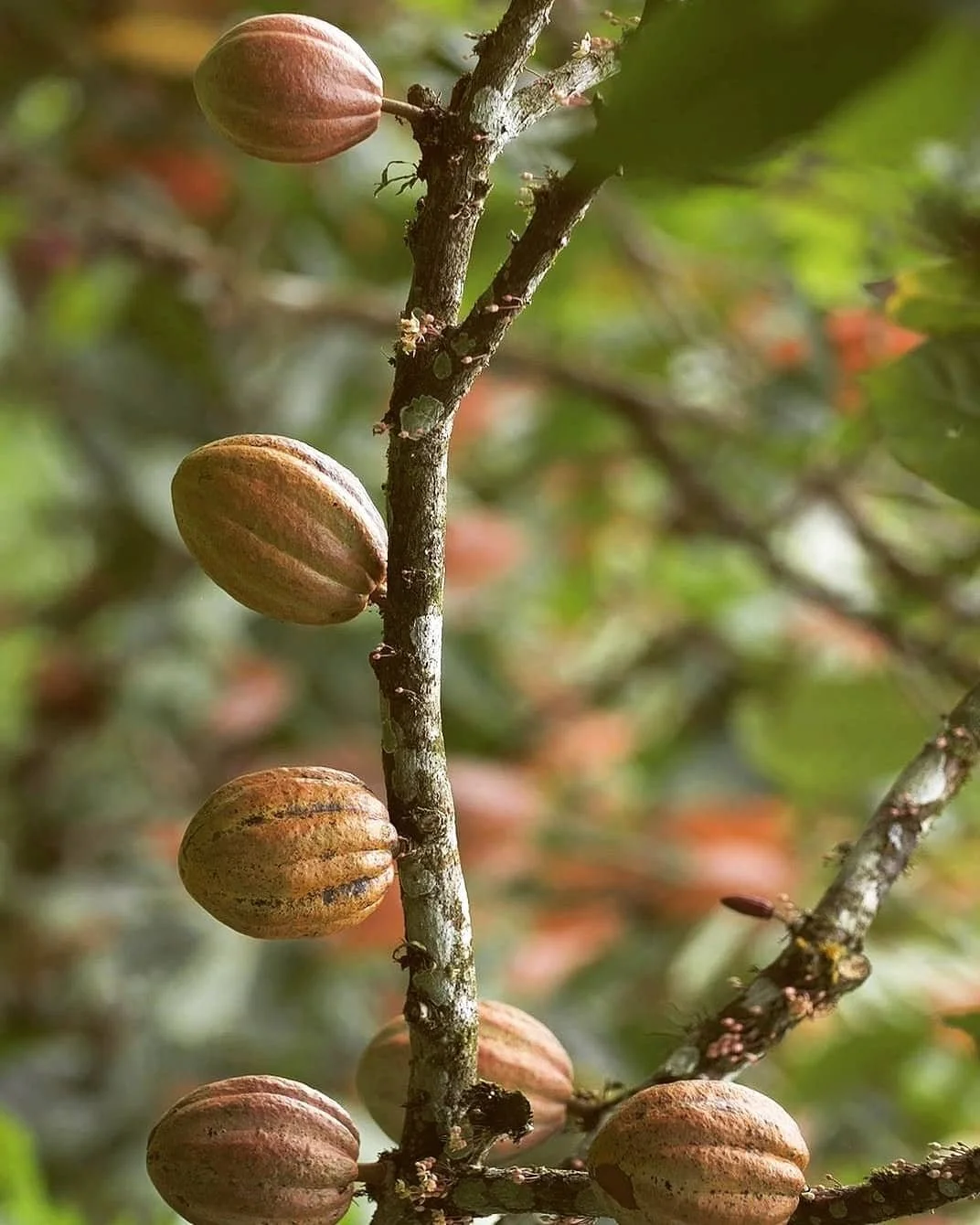 🤎 Cocoa quality is determined right from the moment it starts growing on the tree. Our cocoa is produced in agroforestry systems under the canopy of tropical trees, where they get the right amount of sun and shade. 

🤍 Our ambition is to produce th