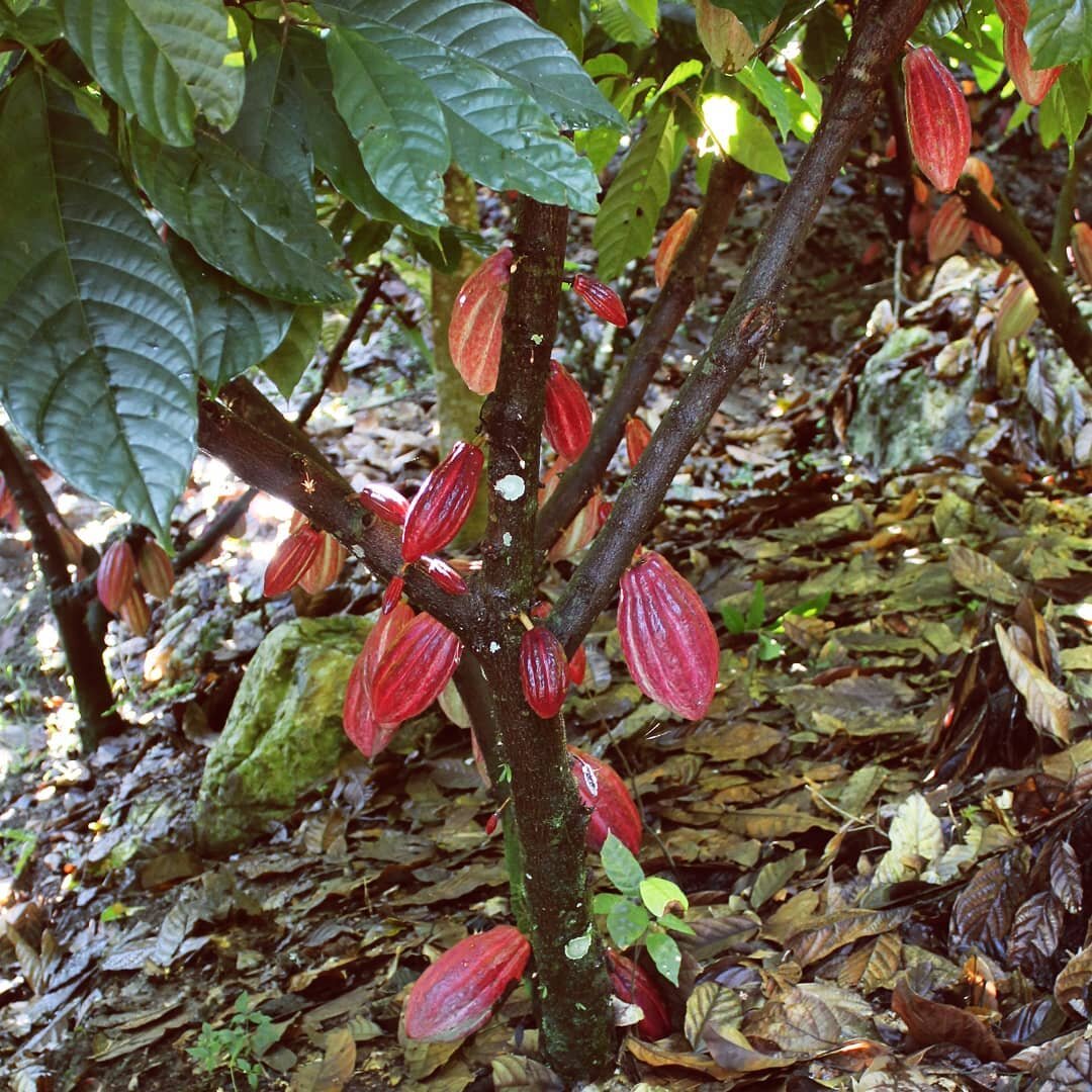 Cocoa pods - soon to be ripe and ready. 🤍
:
:
:
,
#bean2bar #beantobar #cocoapods #cocoa #cocoalovers #cocoatravelersintl #singleoriginchocolate #chocolateinfluencer #chocolatetaster #chocolatelover #cocoaforgood #cacaolove #cacao #cacaotree #cacaob