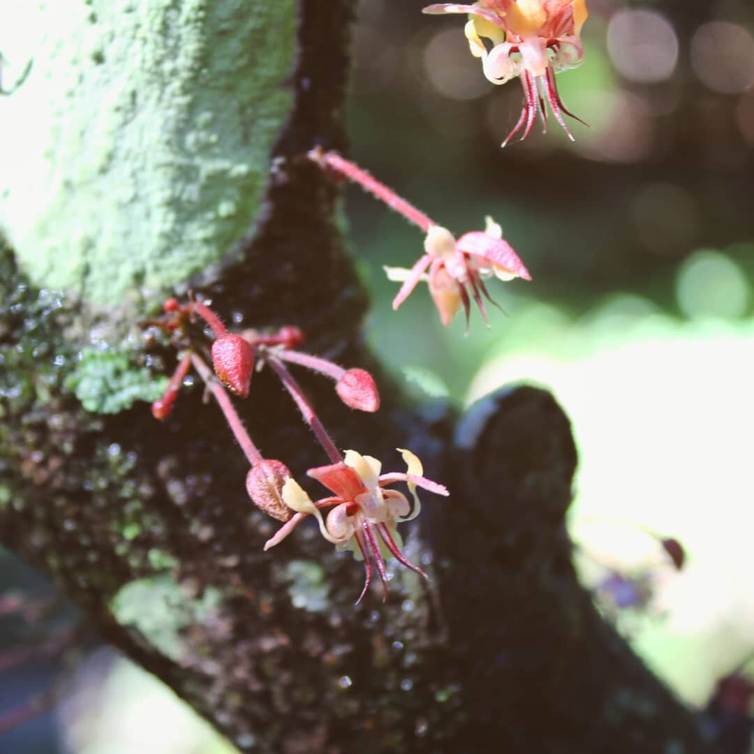 Blooming Cacao Tree at Finca Chimelb. 🤍🌺 The delicate flowers grow in clusters thought the year on the leafless trunk or thicker branches at the bottom of the tree. 
:
:
:
#bean2bar #cacaotree #cacaolove #beantobar #chocolateinfluencer #cocoalovers