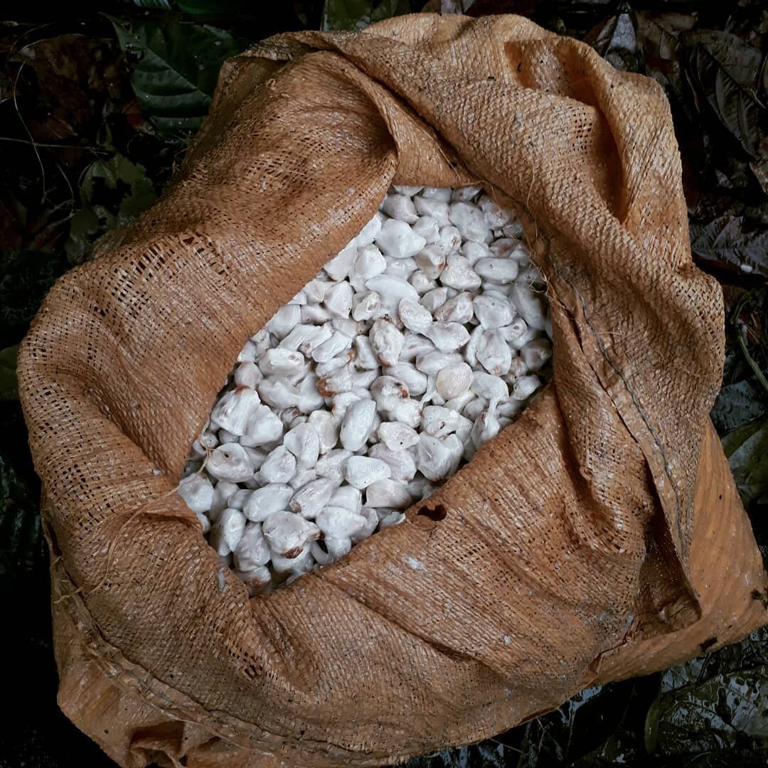 Fresh harvest of cocoa, ready to start the fermentation process 🤍
:
:
:
:
:
:
:
:
#cocoapods #cocoa #cocoaforgood #bean2bar #beantobar #craftchocolate #chocolateinfluencer #chocolatetaster #cocoabeans #cocoaprocessing #cocoaproduction #cocoafarm #co