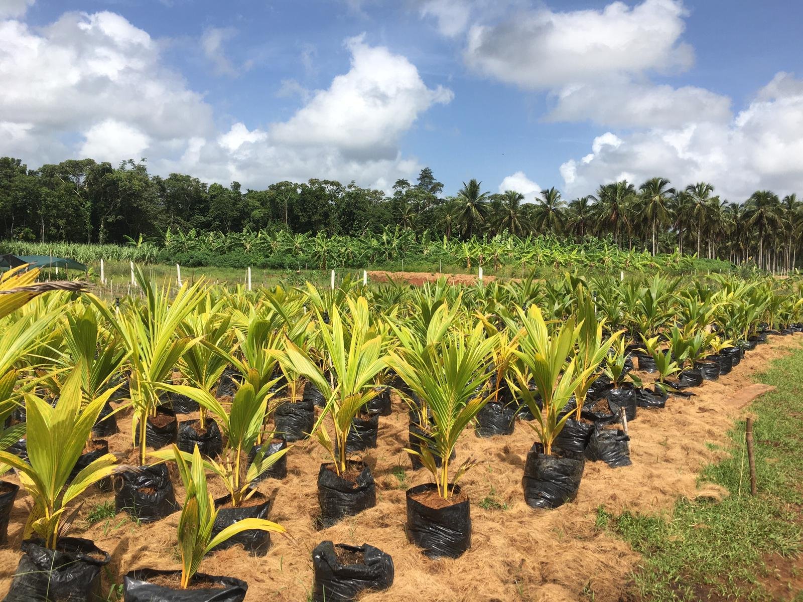 Coconut nursery 6 open air 2 2021-08-14.jpeg