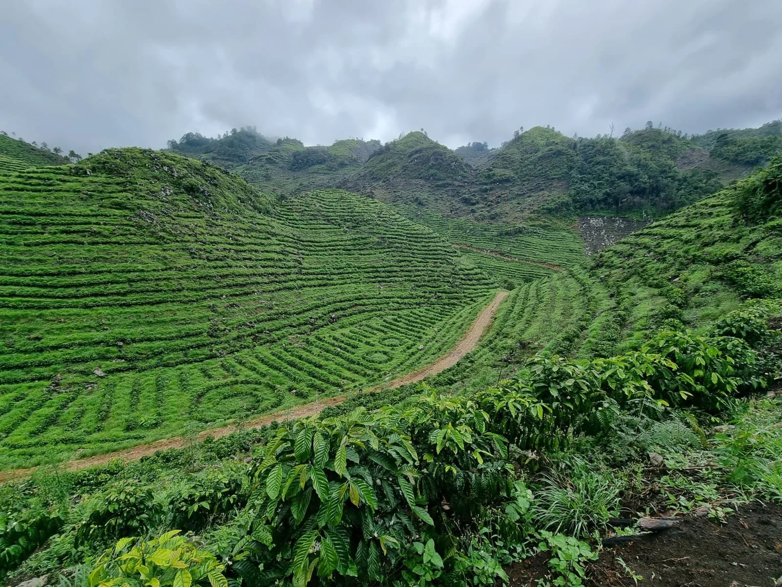 Chimelb: Cultivating coffee sustainably at high altitudes