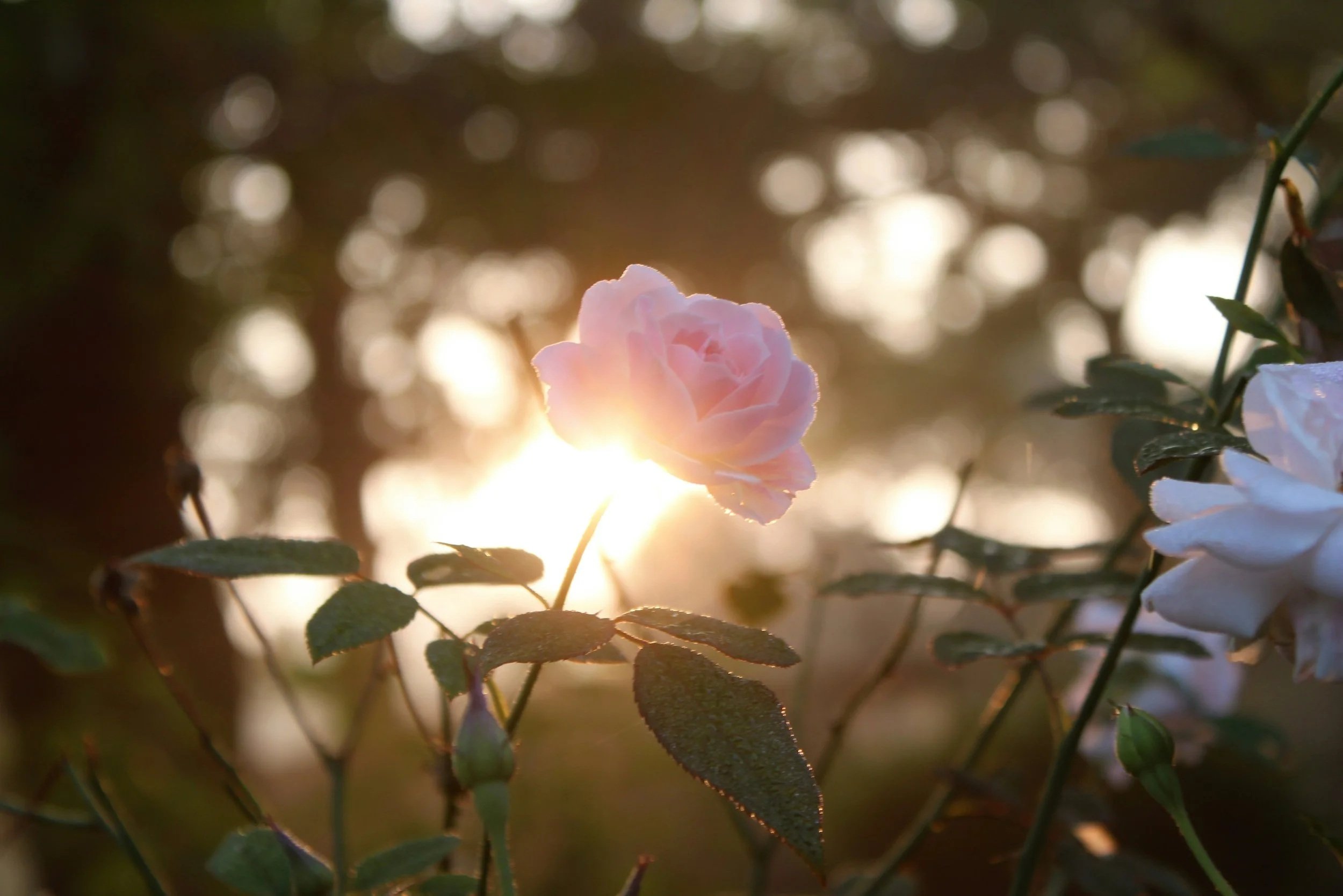 A pink rose bloom is backlit by the setting sun, with soft-focus greenery and dappled light in the background.