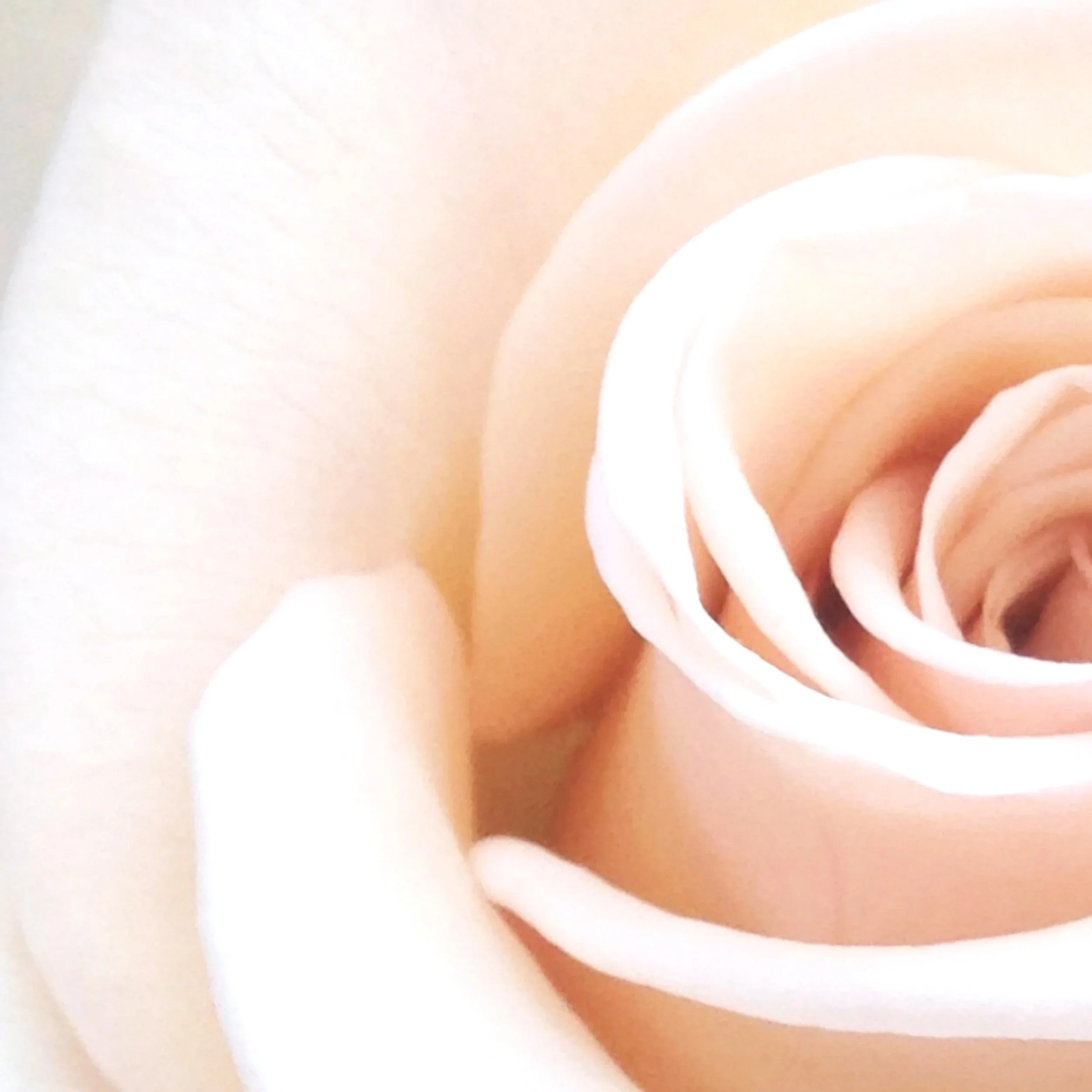 Close-up of a light pink or peach-colored rose with soft, smooth petals.