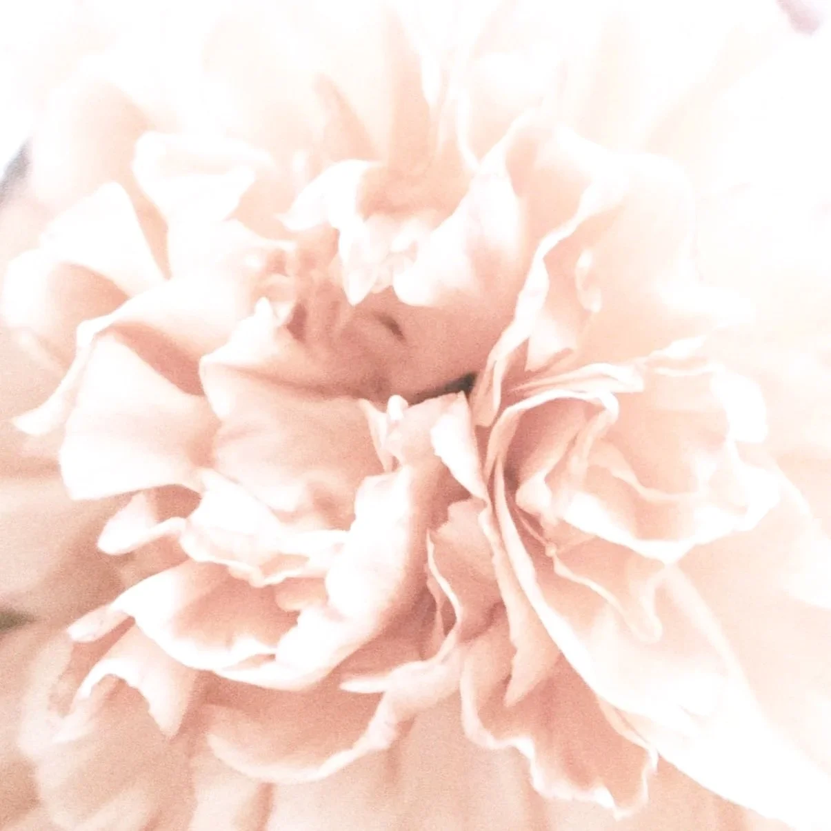Close-up of a pale pink and peach-colored carnation.