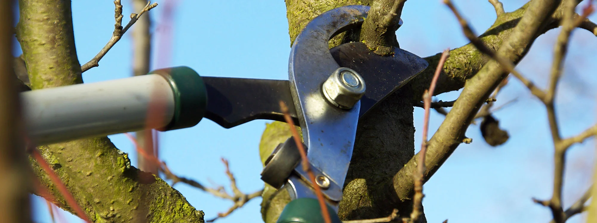 pruning_header.jpg