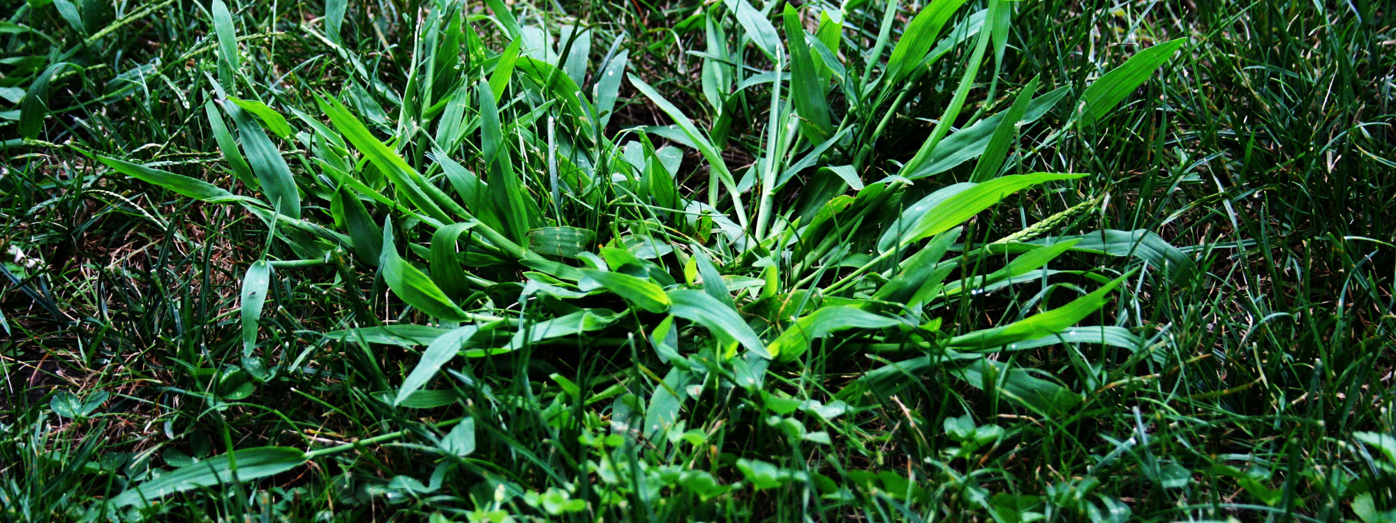weed-control.jpg