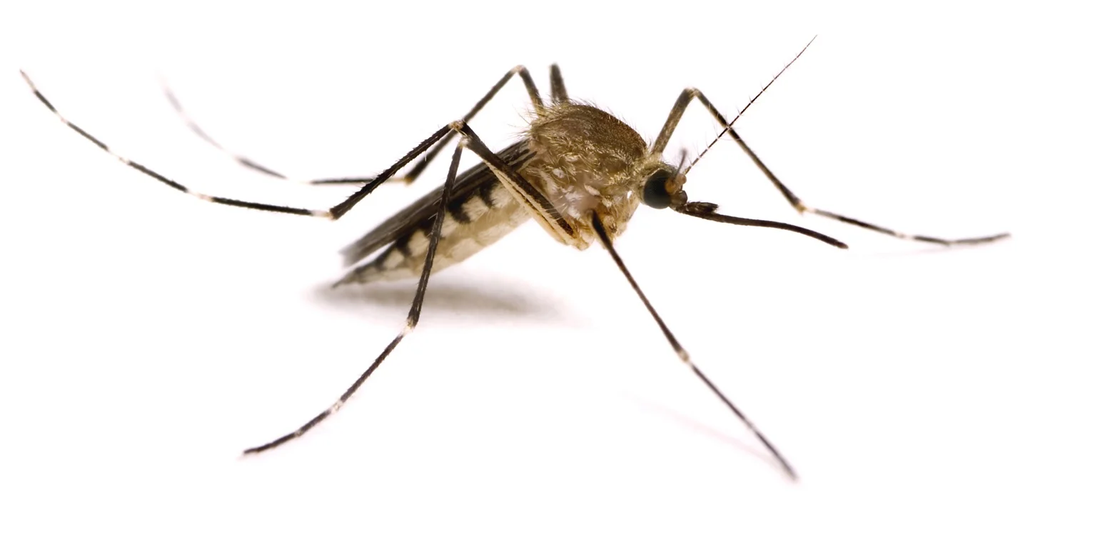 Mosquito_tick_pest.jpg