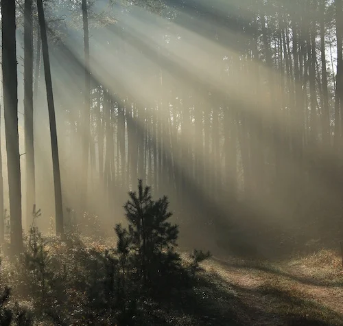 Méditation_de_forêt_Chi_Rvers_Genève_Suisse.jpg