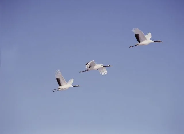 Crane_Style_Qigong_classes_and_training_Chi_Rivers_Geneva_Switzerland.jpg