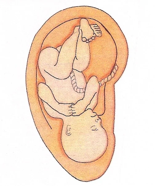Ear - embryo.jpg