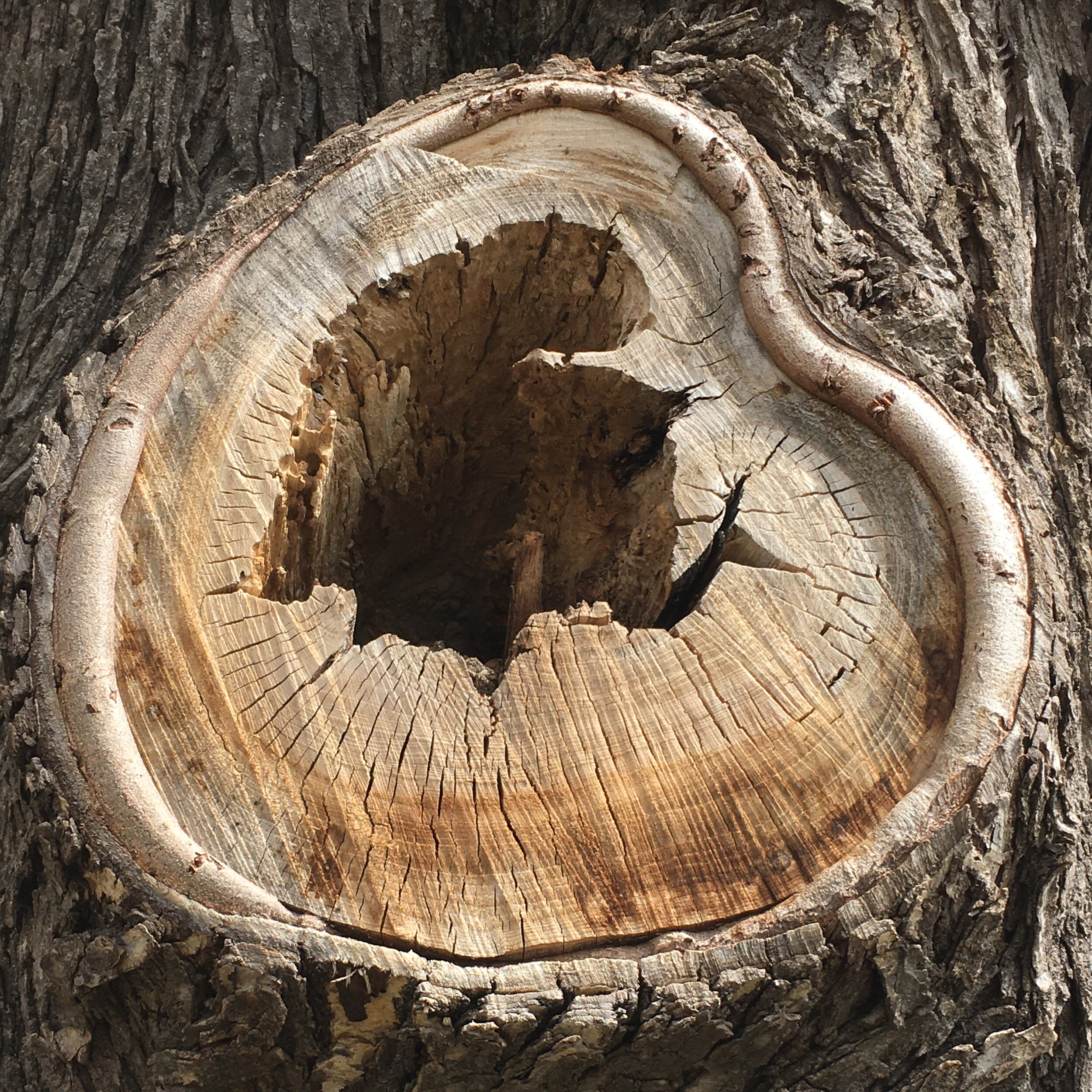   Jennifer Weigel ,  Trees Scream in Silence - Fresh Cut , Photograph 