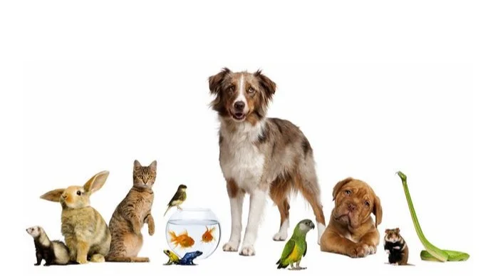 Blessing of the Animals!