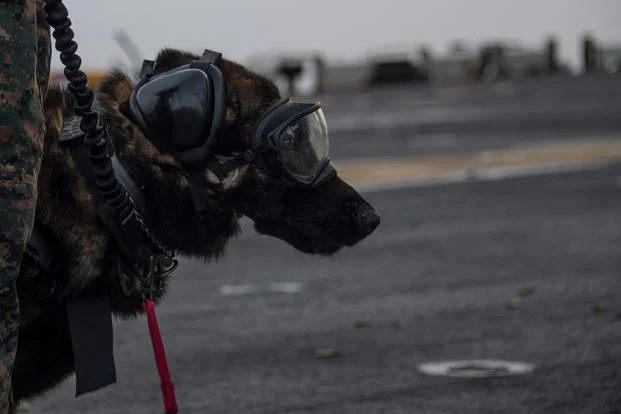 MWD in dog-goggles-2.jpg