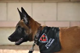 K9 wording on Collar.jpg
