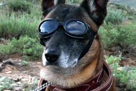 MWD in Goggles.jpg