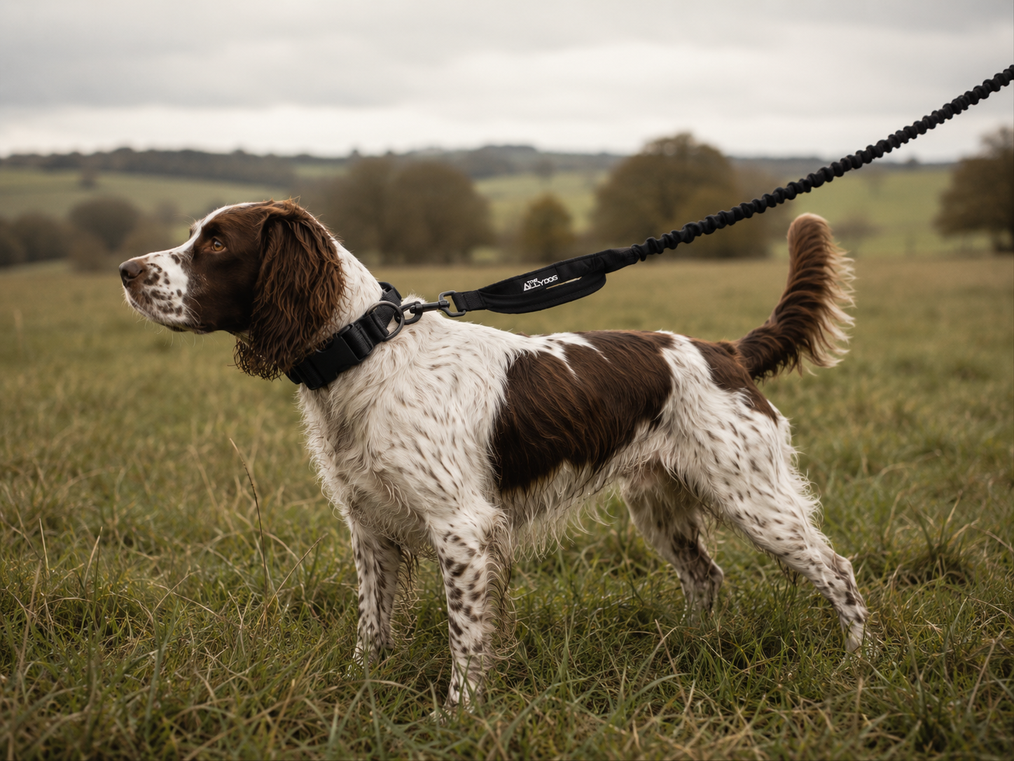 ALLY BUNGEE LEASH