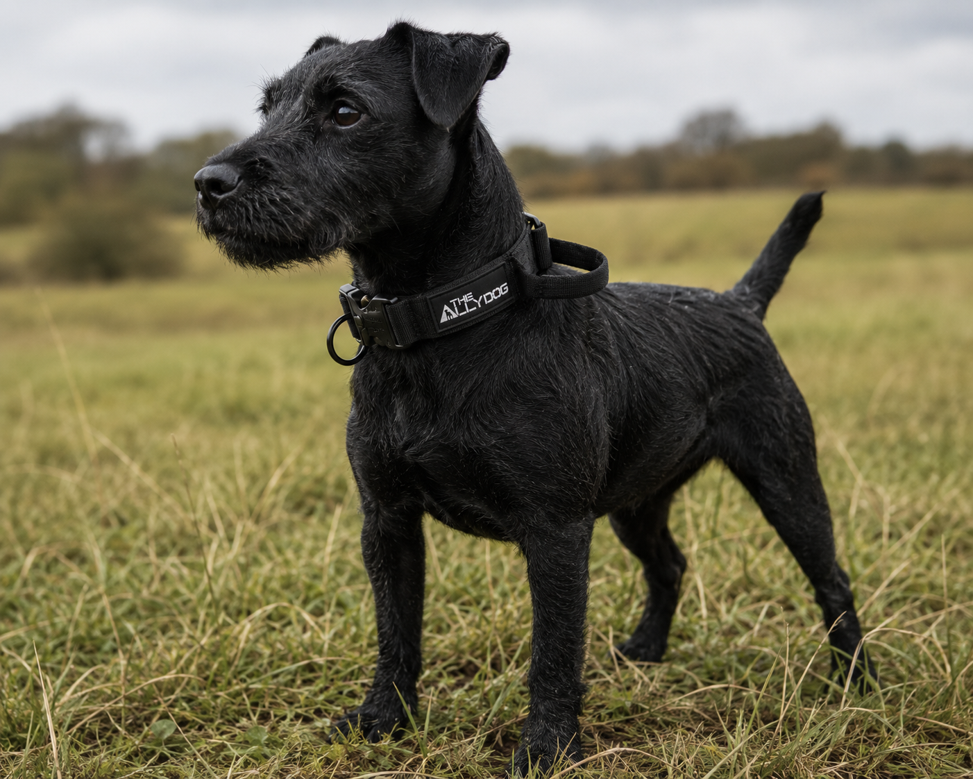 ALLY PUPPY/SMALL BREED COLLAR