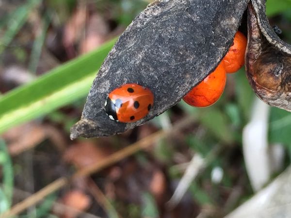 ladybird_9173.jpg