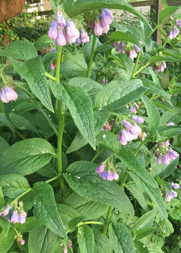 Children begin to identify different plants so they know which are harmful, poisonous or useful. Knowing about biodiversity builds confidence and a sense of ownership..